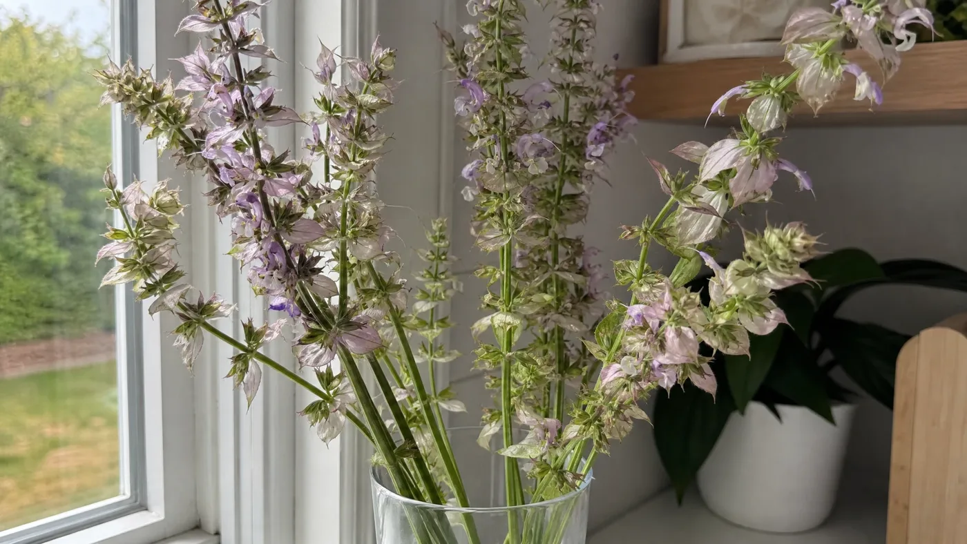 Does Clary Sage Oil Affect Estrogen? Tracing the Claim
