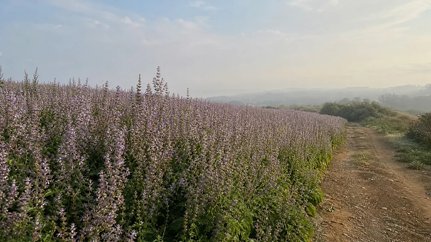 Clary Sage Oil Origin Comparison: What the Papers Show