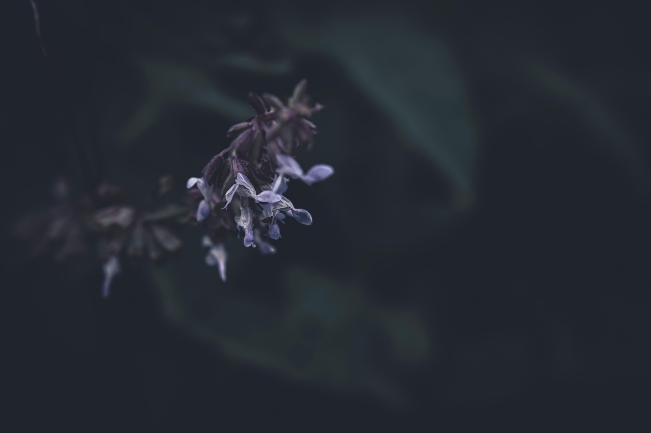 Clary Sage Oil Price Guide: What a Fair Bottle Costs