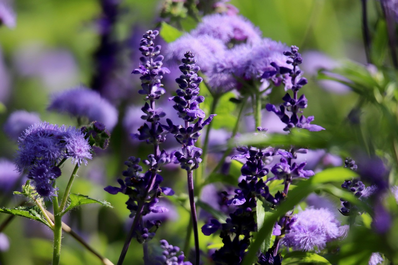 Clary Sage vs Sage Essential Oil: Same Family, Different Character