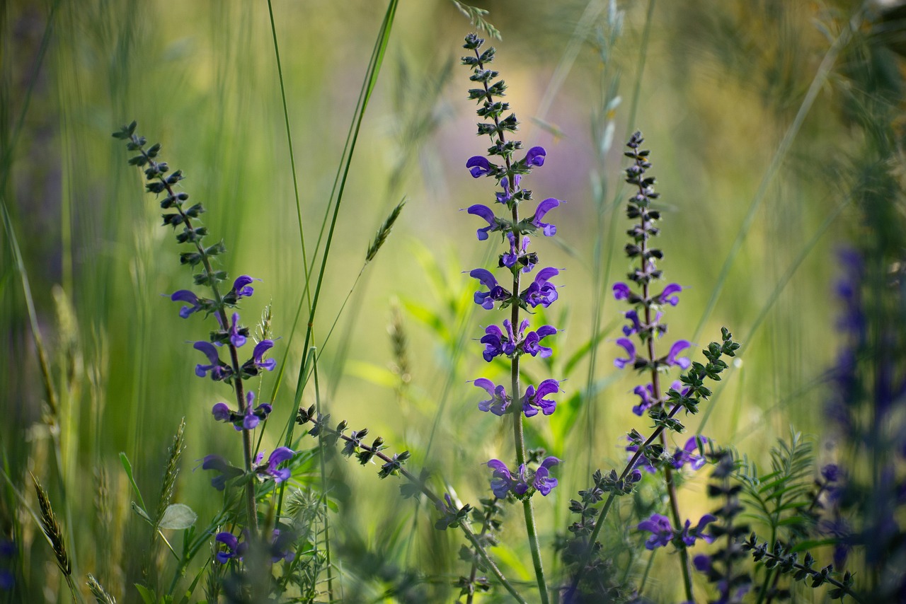 DIY Clary Sage Scalp Oil for a Refreshed, Comfortable Scalp