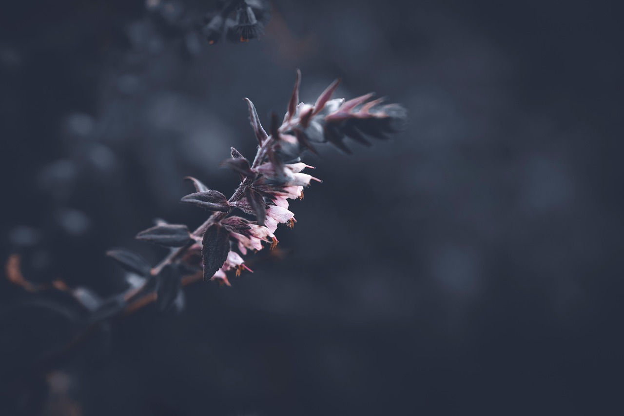 The Muscatel Note: Clary Sage in Classic and Modern Perfumery