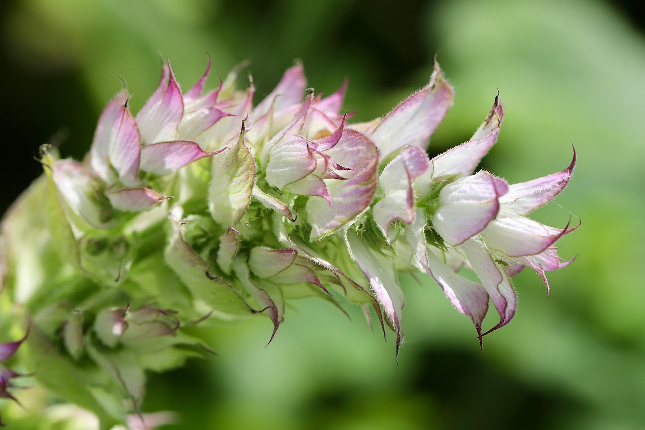 What Does Clary Sage Essential Oil Smell Like? A Full Scent Profile